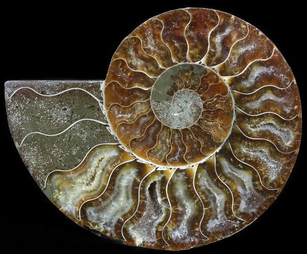 Agatized Ammonite Fossil (Half) #56313